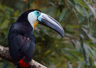 Channel-billed toucan © svobodacontributor