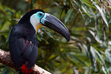 Channel-billed toucan © svobodacontributor
