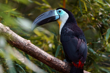 Channel-billed toucan © svobodacontributor