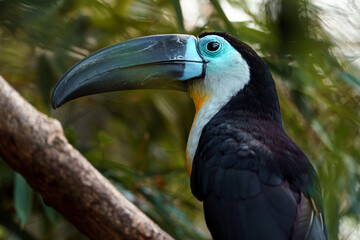 Channel-billed toucan © svobodacontributor