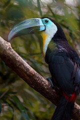 Channel-billed toucan © svobodacontributor