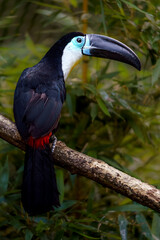 Channel-billed toucan © svobodacontributor