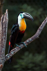 Channel-billed toucan © svobodacontributor