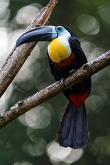 Channel-billed toucan © svobodacontributor