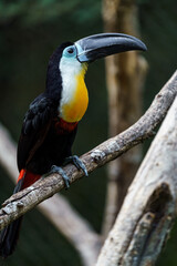 Channel-billed toucan © svobodacontributor