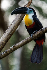Channel-billed toucan © svobodacontributor