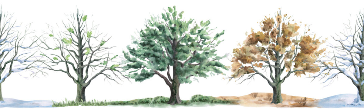 Four seasonal oak trees: summer, autumn, winter, and spring in a seamless border. Isolated watercolor illustration for calendars, children's rooms, eco-parks, cafe menus, and craft tea packaging.