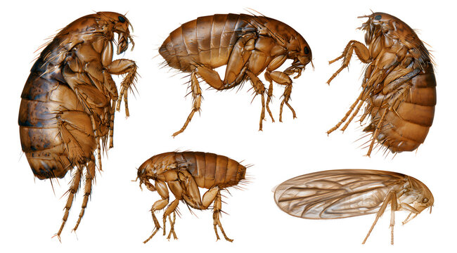 set of fleas PNG with a white background to be transparent