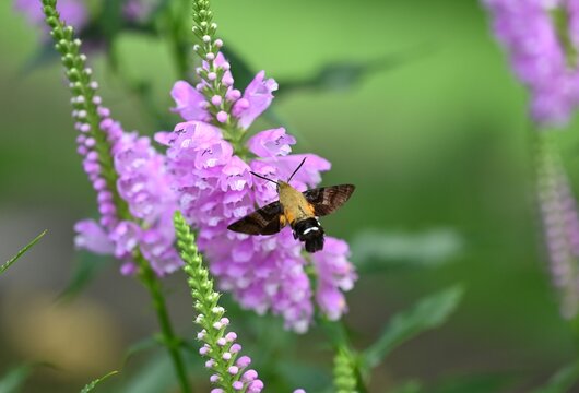 ハナトラノオの花の密を吸うヒメクロホウジャク