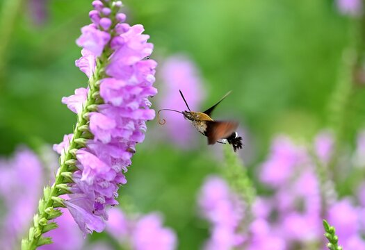 ハナトラノオの花の密を吸うヒメクロホウジャク