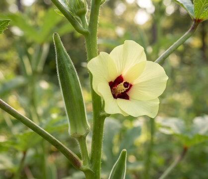 Okra plant, Abelmoschus esculentus