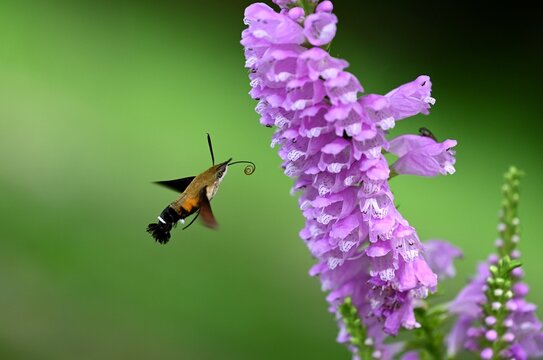 ハナトラノオの花の密を吸うヒメクロホウジャク