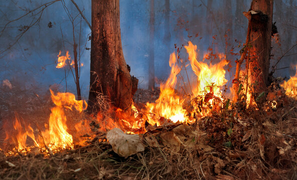 El Nino climate event dries regions and increased wildfire risk.