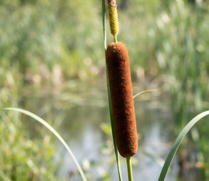 Cattail Flower