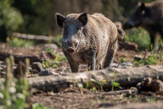 Wildschwein (Sus scrofa) blickt aufmerksam in die Kamera, Naturaufnahme im Wald bei Sonnenlicht