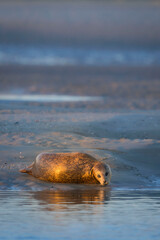 phoques © Poils&Plumesphotos