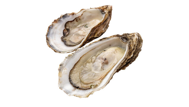 Pair of raw fresh organic open oyster shells seafood isolated on transparent background