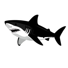 Fototapeta premium shark vector illustration