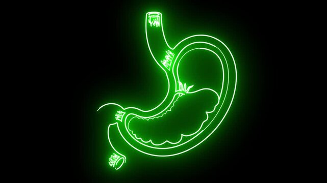 Stomach Anatomy Glowing Green Outline on Black Background