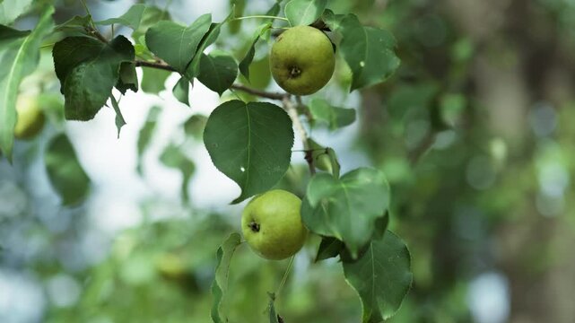 A cluster of a ripe green apples hangs from the branches of an apple tree in a garden.