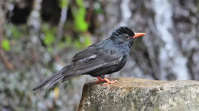 Close up of a wet black bulbul bird with a bright red beak perched on a rock against a beautiful blurred waterfall background in the forest.