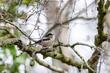 Adult long-tailed tit on a lichen-covered branch © fluffandshutter