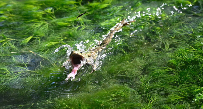 Green water frog leaping with wide open mouth to catch water strider on pond surface