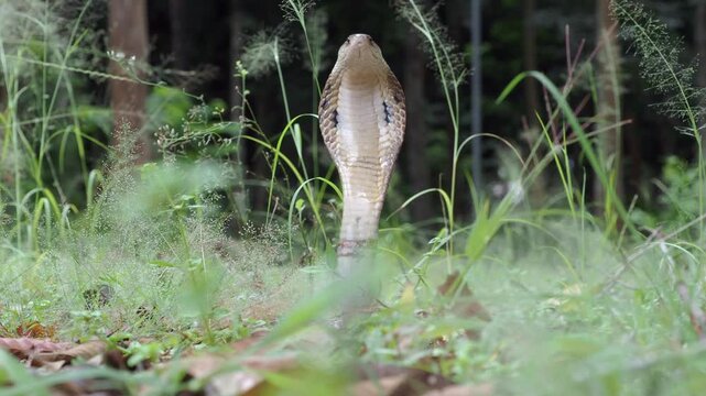 Naja kaouthia or monocled cobra deadly serpent living on a dry leaf in the forestin nature	