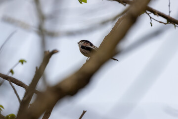 Adult long-tailed tit among branches © fluffandshutter