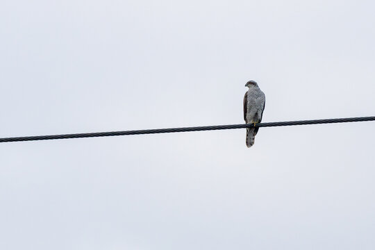 Adult northern goshawk on an overhead wire
