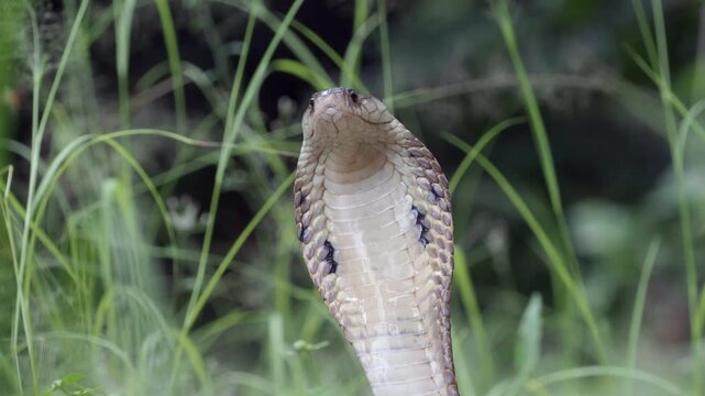 Naja kaouthia or monocled cobra deadly serpent living on a dry leaf in the forestin nature	