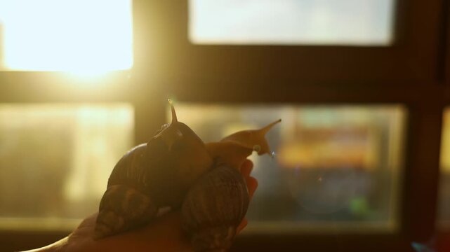 Close-up of two giant African land snails with different foot colors on a boy's hand at sunset. Detailed shot showing shell cracking and peeling under natural golden hour light.