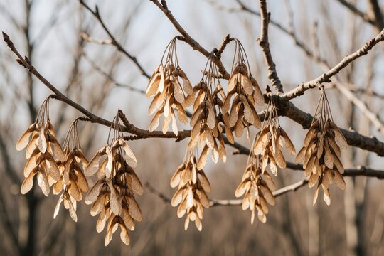 Dry maple samara seeds hang in clusters from bare tree branch. Light catches delicate winged seed pods against soft blurred background. Image represents dormancy, quiet beauty of nature in autumn