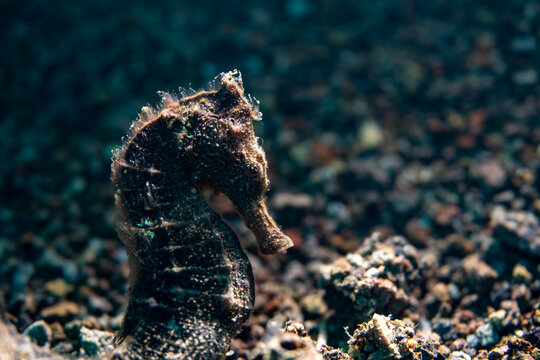seahorse in the volcanic sands of Camiguin
