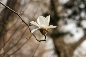 Magnolia Kobus flower with pure white petals gently curving outward, revealing hint of pink at base. They are attached to slender brown branches set against softly blurred background © SergioDenisenko