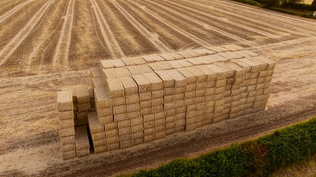 Stacked rectangular straw bales beside harvested cereal field with parallel stubble rows. Bulk agricultural crop residue ready for storage. Farm business supply for livestock bedding, animal feed and