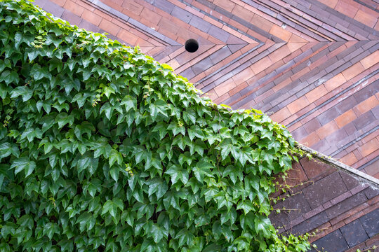 Ivy wall texture creates abstract urban architecture with green facade surfaces and diagonal exterior lines against warm geometric cladding