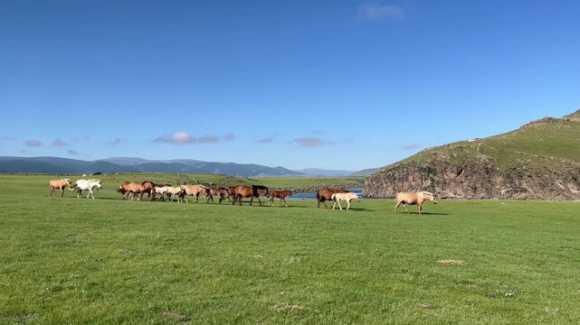 Horses in the fields