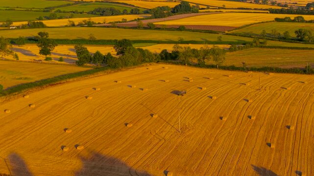 Rectangular hay bales across golden harvested field under warm evening light. Grain harvest landscape with crop residue and rural farmland. Agricultural output for farm income, agribusiness