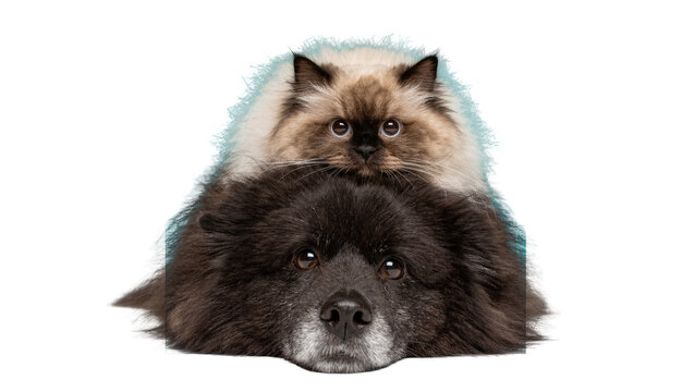 Fluffy Himalayan cat resting on a black Chow Chow dog, isolated on transparent background