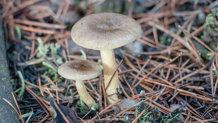 mushroom in the forest © lazalnik