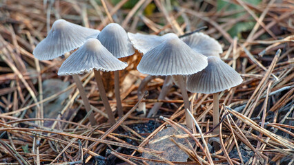 mushrooms in the forest © lazalnik
