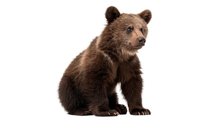 Wild young brown bear cub sitting looking forward isolated on transparent background © Olivia Wilson