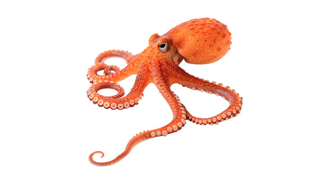 Vibrant red wild marine octopus crawling with long tentacles isolated on transparent background