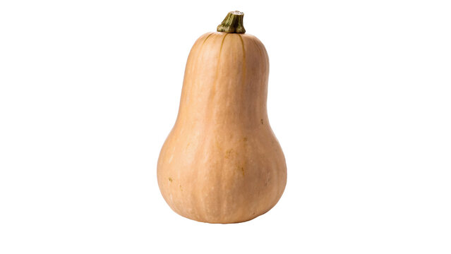Fresh whole ripe orange butternut squash cooking vegetable isolated on transparent background