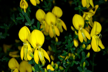 Fototapeta premium Besenginster, Sarothamnus scoparius, Blüte, Blüten, Blütendetail, Strauchausschnitt