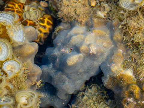 Translucent Coral Colony In A Shallow Tropical Tide Pool