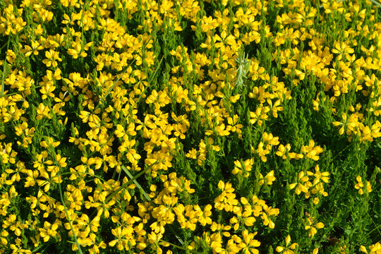  Spanischer Ginster, Genista hispanica, Bl&uuml;tenb&uuml;scheln aus gelben Schmetterlingsbl&uuml;ten.  Teilansicht,  Habitus,  Einzelbl&uuml;ten,  Bl&uuml;tendetails,  Stauchausschnitt