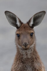 Western grey kangaroo Macropus fuliginosus. Mungo National Park. New South Wales. Australia. © Víctor