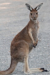 Western grey kangaroo Macropus fuliginosus. Mungo National Park. New South Wales. Australia. © Víctor